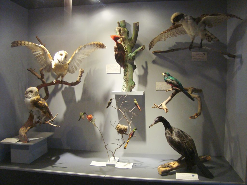 Foto museo de historia natural